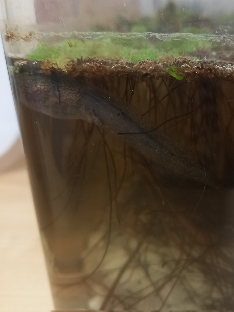 NurseryAPS's tweet photo. Look closely and you will see 2 legs starting to appear! How exciting! https://t.co/TbDPoxL4Bw