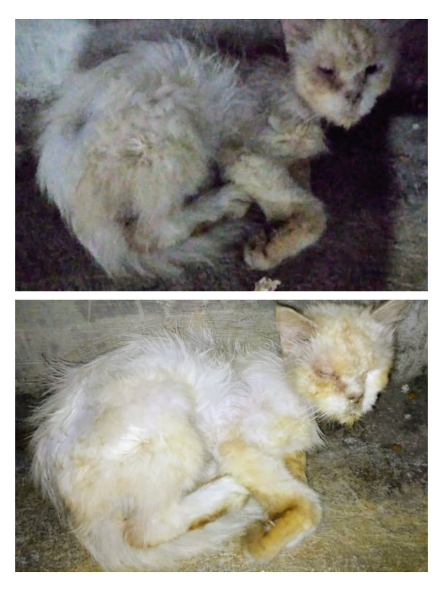 kochengfs's tweet photo. OPEN ADOPT 🫰Dom Depok adakah yg mau adopsi kucing ras terlantar? Kyknya dia Persia. Biasa tidur di warung tp skrg mau diusir :( Help!! Sender udh ada 15 kcg &amp; ada yg lg sakit. 🐈 https://t.co/NEwFo8pPny
