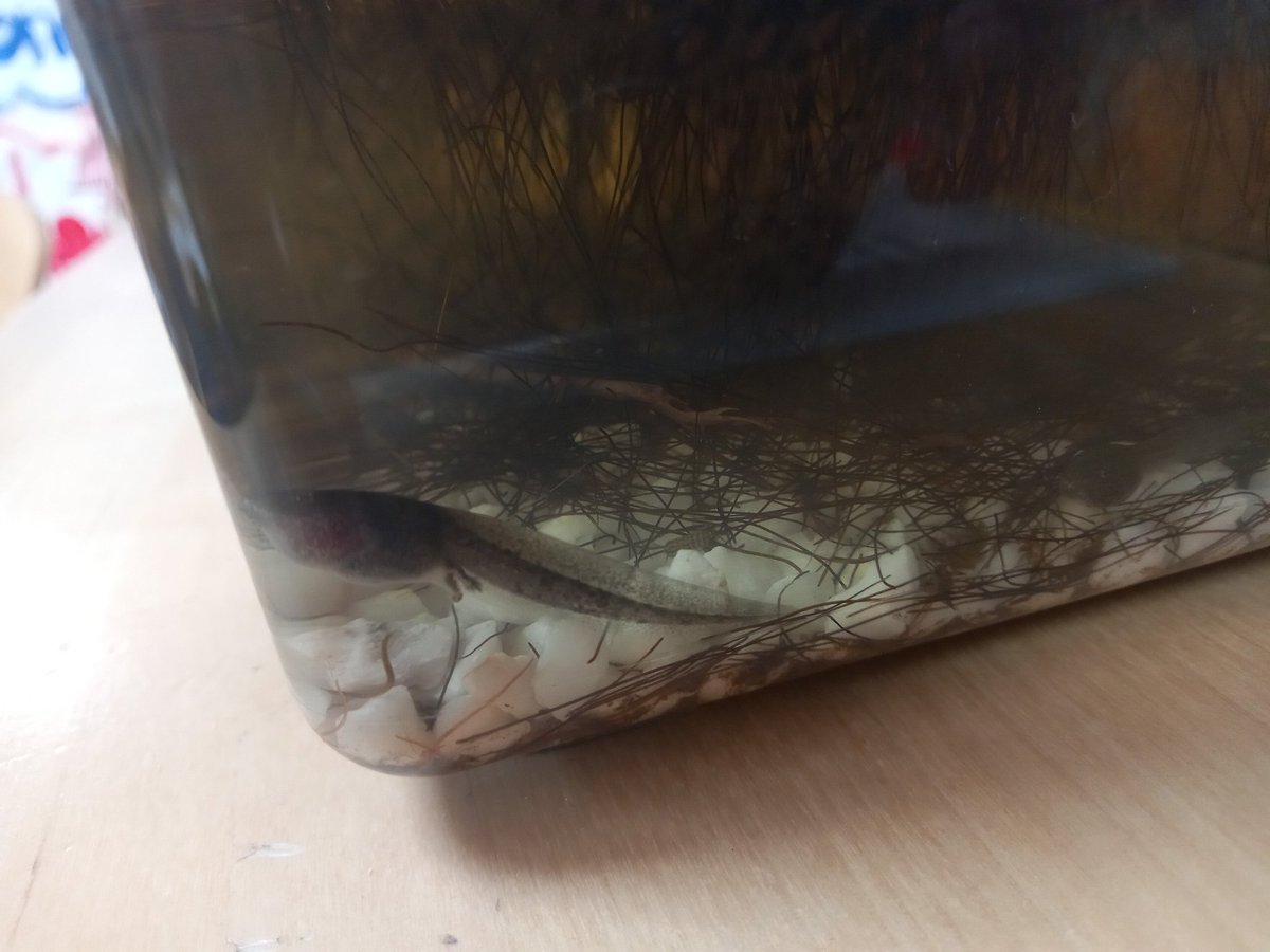 NurseryAPS's tweet photo. Clear picture of legsbeginning to form. https://t.co/PLQRoxXvXL