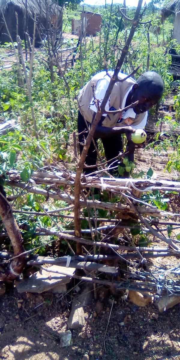 PeterData6's tweet image. Pruning tomatoes