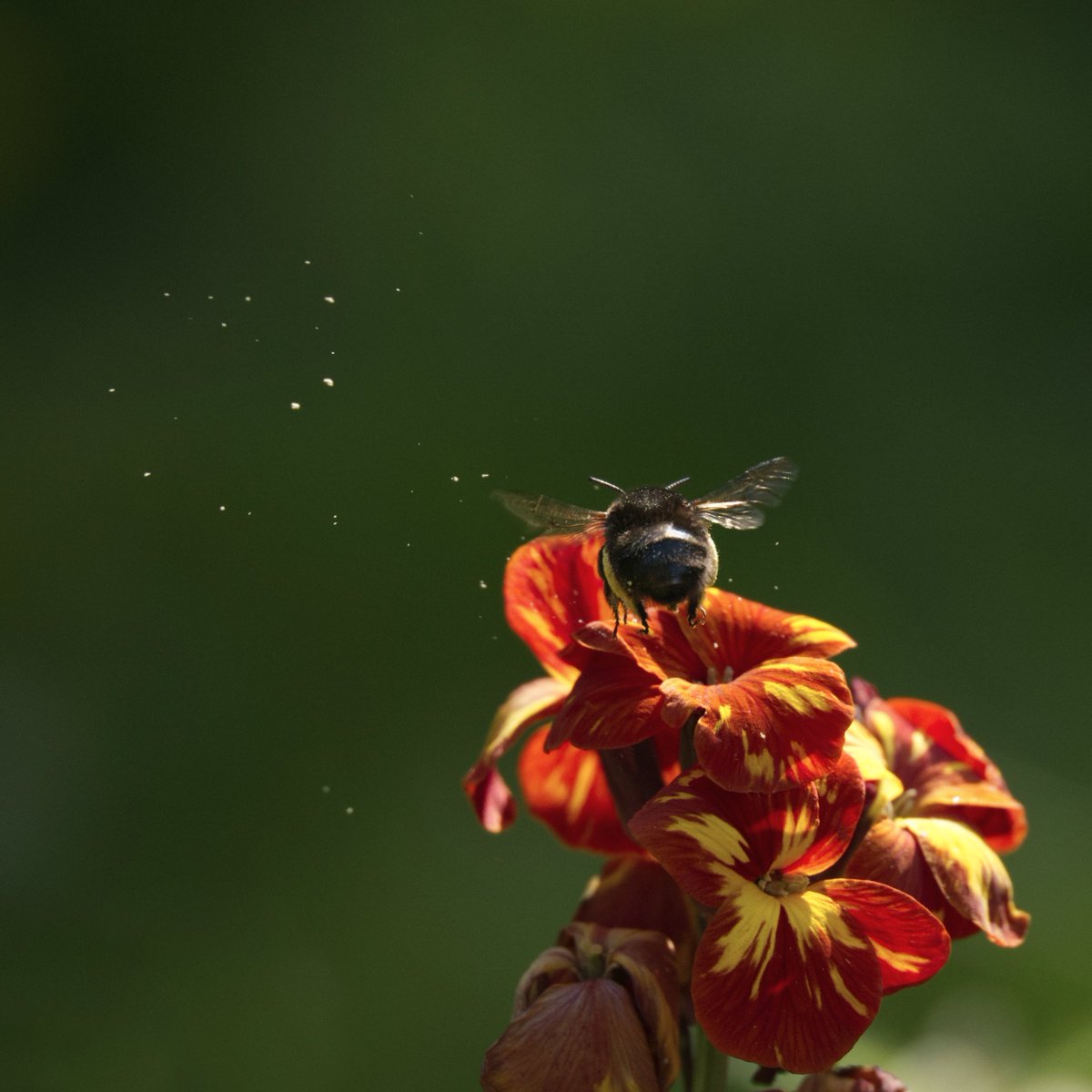 It's a high pollen day for the bees and us humans 🤧
#pollen #highpollen #weather #bees #beepollen @sallyweather @chrispage90 @itvweather #Londonweather #flowers