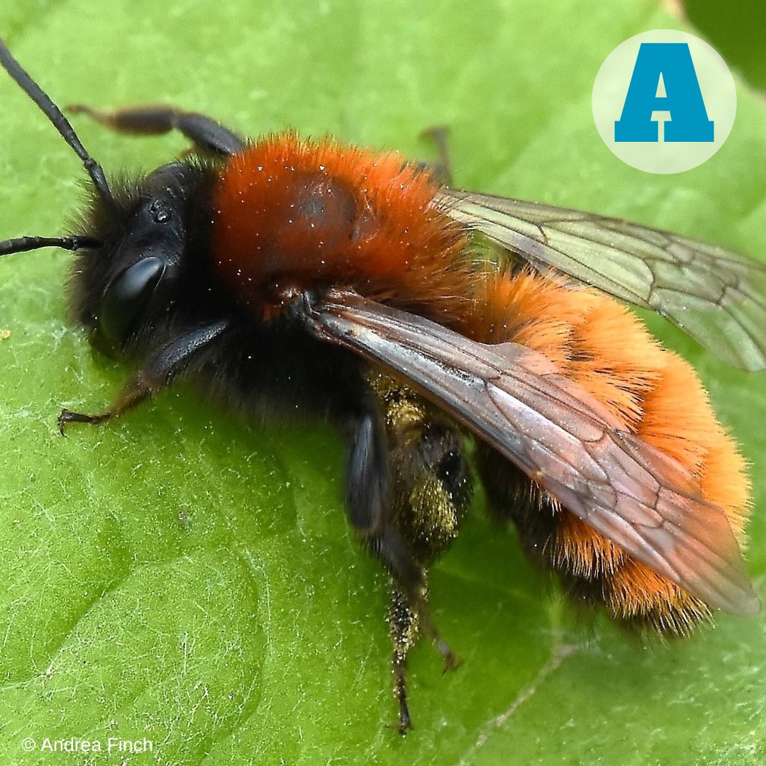 BumblebeeTrust's tweet photo. All sorts of amazing flying insects emerge in spring. Some are our beloved bumblebees, but did you know others are look-alikes? 🐝🪰🦟

Can you match the name with the photo:

1) Hoverfly
2) Bee-fly 
3) Common carder bumblebee 
4) Tawny mining bee

Share your answers 👇🏼 https://t.co/Nz1AyTepUJ