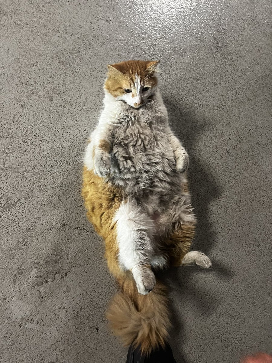 Bu pis gobekli kız yuksek ihtimal evden atilmis cunku yumusacik pofur pofur tuyleri var ve azicik sevgi gorunce boyle gobegini acip kendini sevdiriyor, gep diyorum yetiskin kedi sahiplenmek cok cok daha kolay yavru kediden, eger ben yuvami acarim diyen olursa -