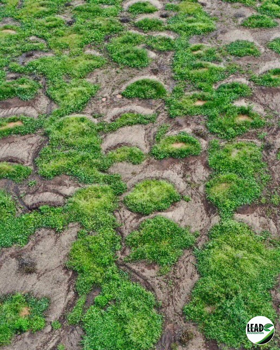 leadtz's tweet photo. Another rain season and more vegetation in our bund site in Esilalei, Arusha. This land was once barren and depleted, but thanks to the bunds we dug with the local communities and @justdiggit in 2021, the land has started to regenerate.

#LEADfoundation #GenerationRestoration https://t.co/B4W2gDAkzq