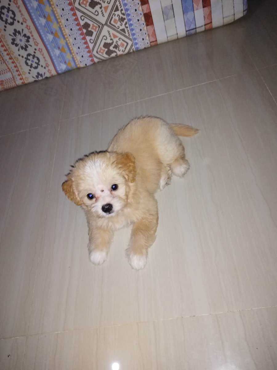 SirParcon's tweet image. Makulit na ulit. Antibiotics were prescribed for a week to treat his skin infection. :)

#Corbin