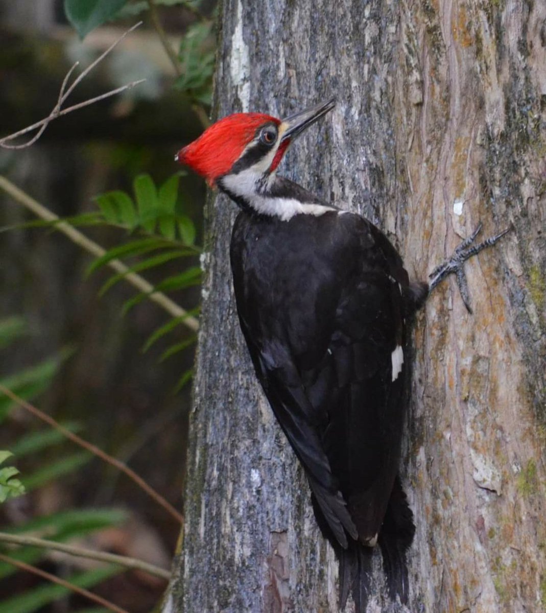 Pileated Woodpeckers in the yard today and most days ❤🖤🤍
#pileatedwoodpecker #floridabirds #floridawildlife #birds #swfl #woodpecker #nature #florida