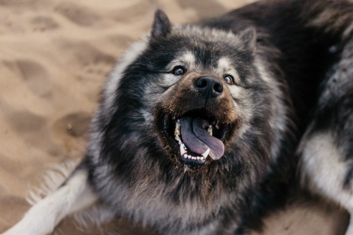Gisteren wat foto’s gemaakt van mijn hond en echt hardop gelachen toen ik deze op mn beeldscherm zag 😂 #hondentweet #dogspam #eurasier