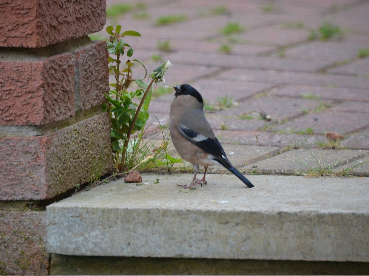 glenisilla's tweet photo. Not everyone thinks they're weeds 🥰
Liberton #Edinburgh https://t.co/3etHpWxwFE