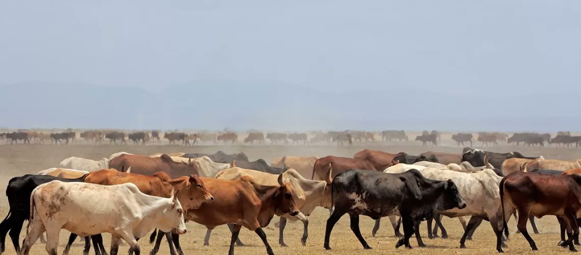 To unlock the full potential of trade for job creation, poverty reduction, and regional security, and achieve a more integrated Horn of Africa, policy harmonization and regional infrastructure for trade facilitation are necessary. bit.ly/421jDf5