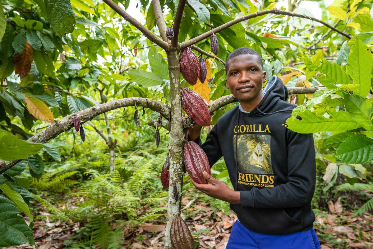 JamesNzanzu's tweet photo. L'une des particularités de notre production de chocolat est que la fermentation des fèves de cacao se fait à quelques mètres seulement de notre chocolaterie. Cela ajoute un peu plus de magie à cette merveilleuse aventure.
#beantobar,#treetobar, #Sustainability, #chocolatelovers https://t.co/T31Qe8b2Th