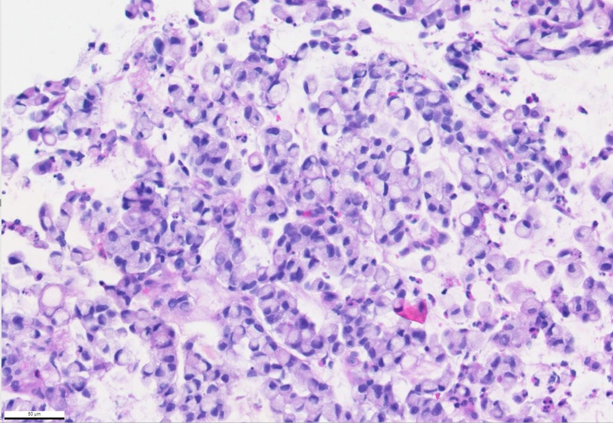 Vladimir Kushnarev tweet media