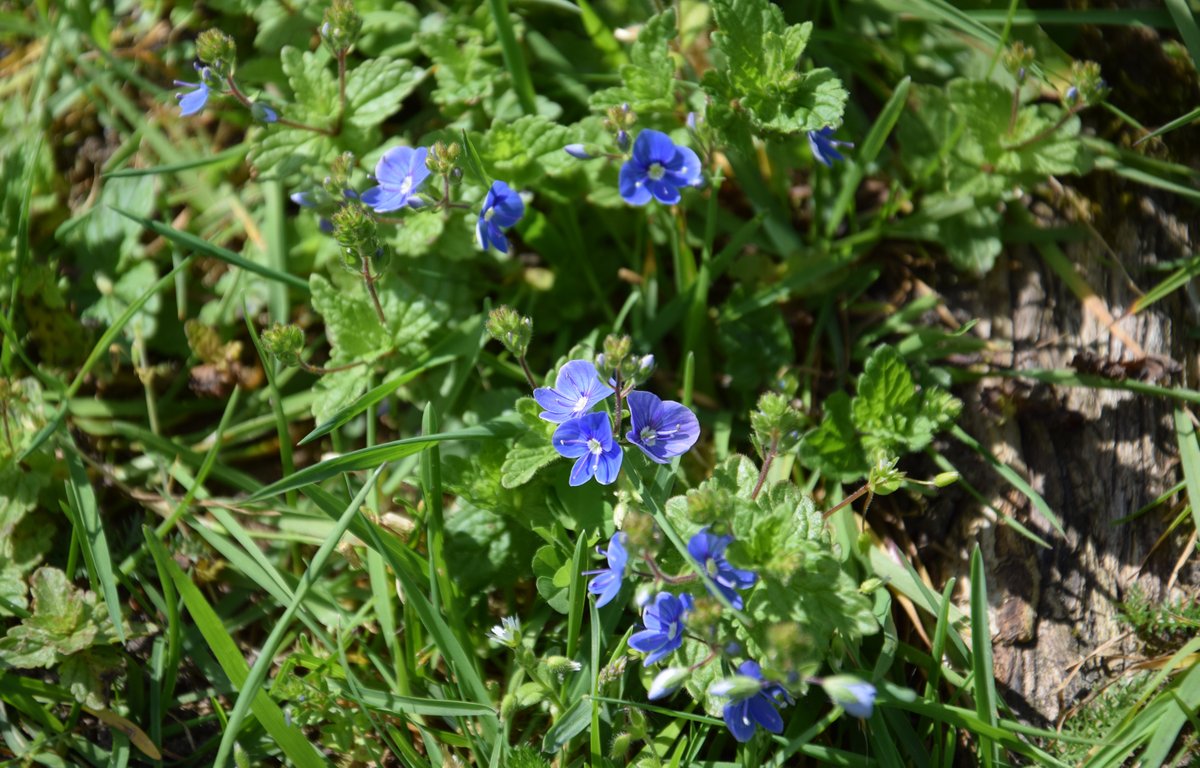 #Biodiversiteit | We willen de biodiversiteit in onze dorpen verbeteren. Daarom gaan we grasvelden minder vaak maaien, zodat bloemen en kruiden meer kans krijgen om goed te groeien. En dat levert weer meer bijen, vlinders en andere insecten op. Meer info: rheden.nl/Inwoners/Meldi…