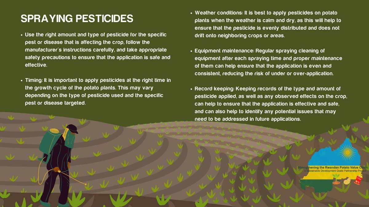 Good morning farmers! 
Our potato plants will thank us this season with a bountiful harvest! Let’s make sure they’re taken care of properly to reach peak productivity. ⁣⁣
Check out this guide on how to effectively spray pesticides.
#PotatoPlants #PesticideSafety #ZeroHunger