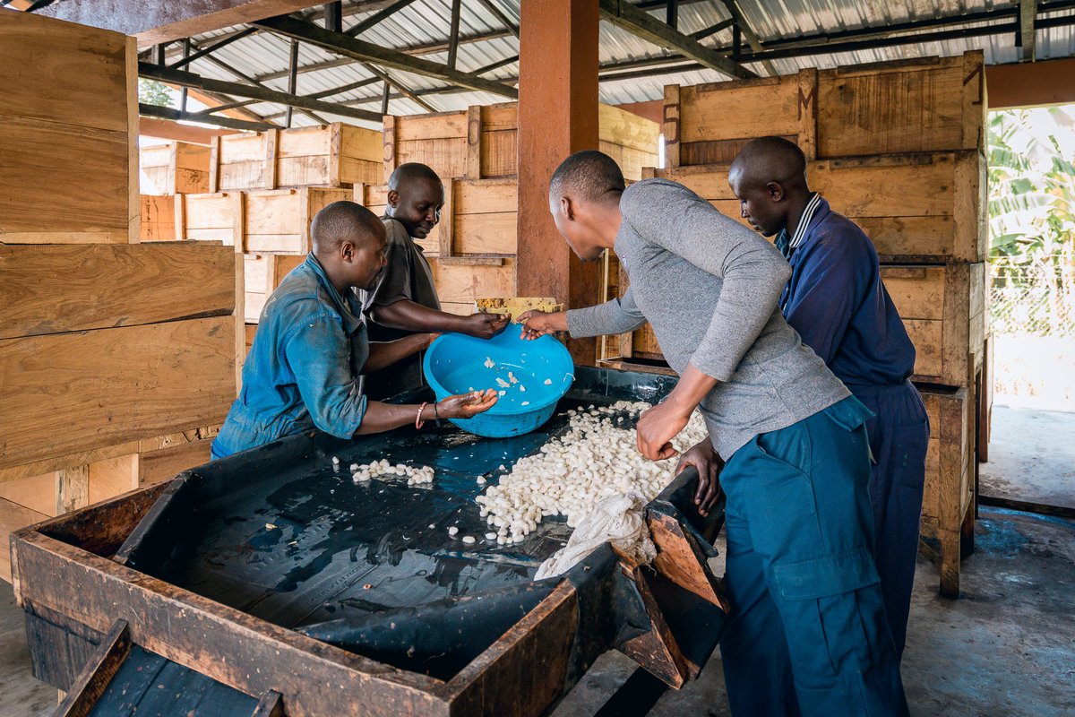 JamesNzanzu's tweet photo. L'une des particularités de notre production de chocolat est que la fermentation des fèves de cacao se fait à quelques mètres seulement de notre chocolaterie. Cela ajoute un peu plus de magie à cette merveilleuse aventure.
#beantobar,#treetobar, #Sustainability, #chocolatelovers https://t.co/T31Qe8b2Th