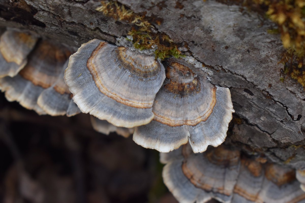 GreatLakesFungi's tweet photo. Absolutely breathtaking Trametes versicolor; turkey tails.

I recently learned that in Japan, it is called 'kawaratake', meaning roof-tile fungi.

#fungi #mushrooms #mycology #mushroomtwitter #nature #naturelovers #photography #TwitterNatureCommunity #Michigan #UpperPeninsula https://t.co/HvBJB8js6E