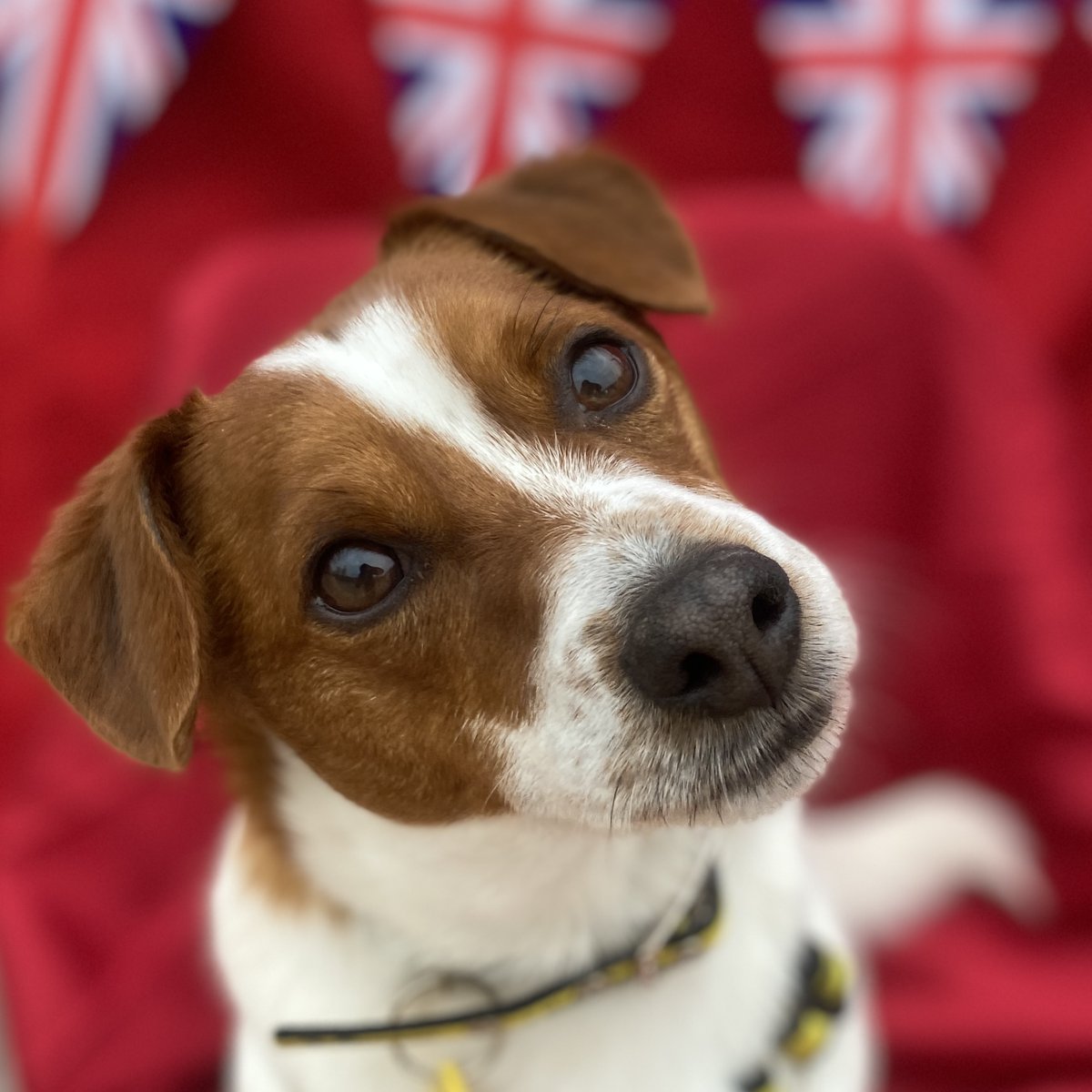 It's going home day for our little Charles!

Just in time to spend the #CoronationWeekend with his new family 🇬🇧

#DogsTrust #AdoptDontShop #Adifl