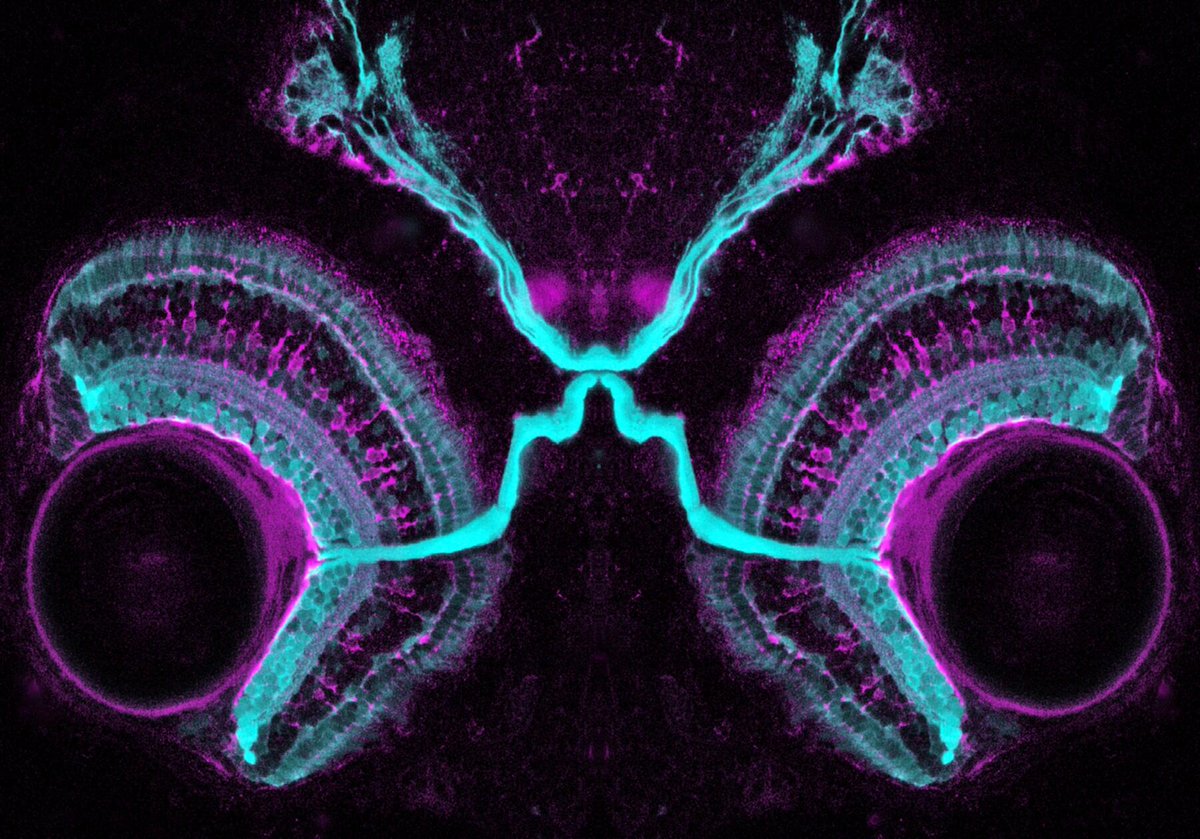 Zebrafish Rock! tweet media