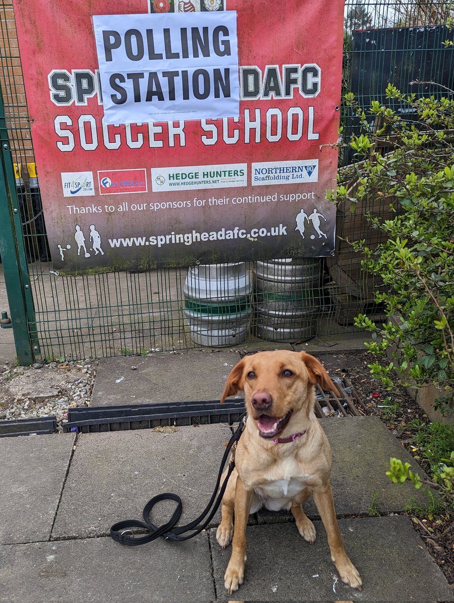 LauraEllen87's tweet photo. Bo has been and voted. She was very happy about it too. #dogsatpollingstations #ToriesOut https://t.co/6luHaU3qCy