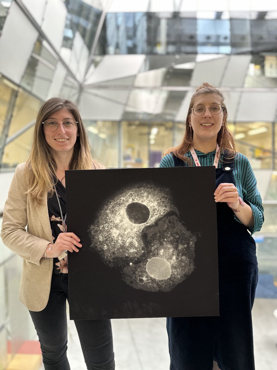 iins_bordeaux's tweet photo. 🖼#PictureOfTheWeek | Find your Ying and Yang with "Science &amp; Balance" by Pauline Belzanne and Justine Charpentier (team @daniel_choquet1)
Cos7 cells expressing SEP-GluA3, as Yin and Yang. Acquisition made on the @BIC_Bordeaux #videomicroscope, with a 63X oil objective🔬 https://t.co/GZmLqa8gYS
