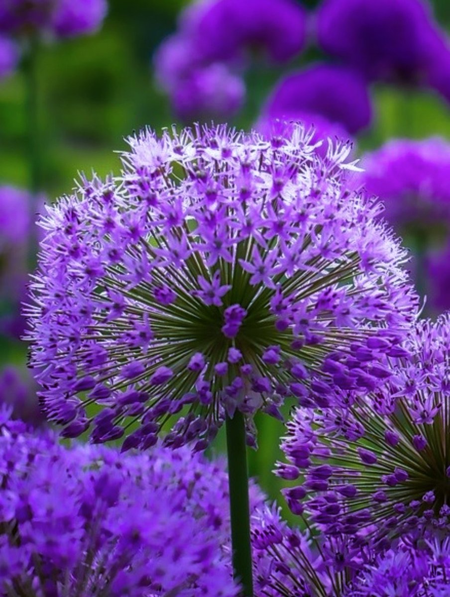 Silence speaks when words can't. Beautiful✨. #flowerphotography #NaturePhotograhpy