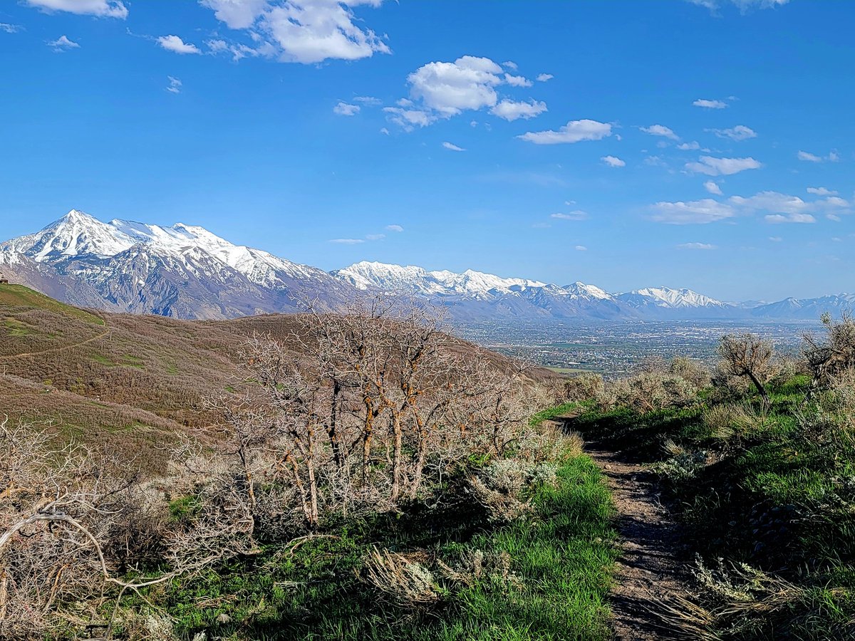 nika_desert's tweet image. Spring in the #Wasatch Mountains is still unfolding. Quercus gambelii is still in bud at 6500 ft elevation... #Utah