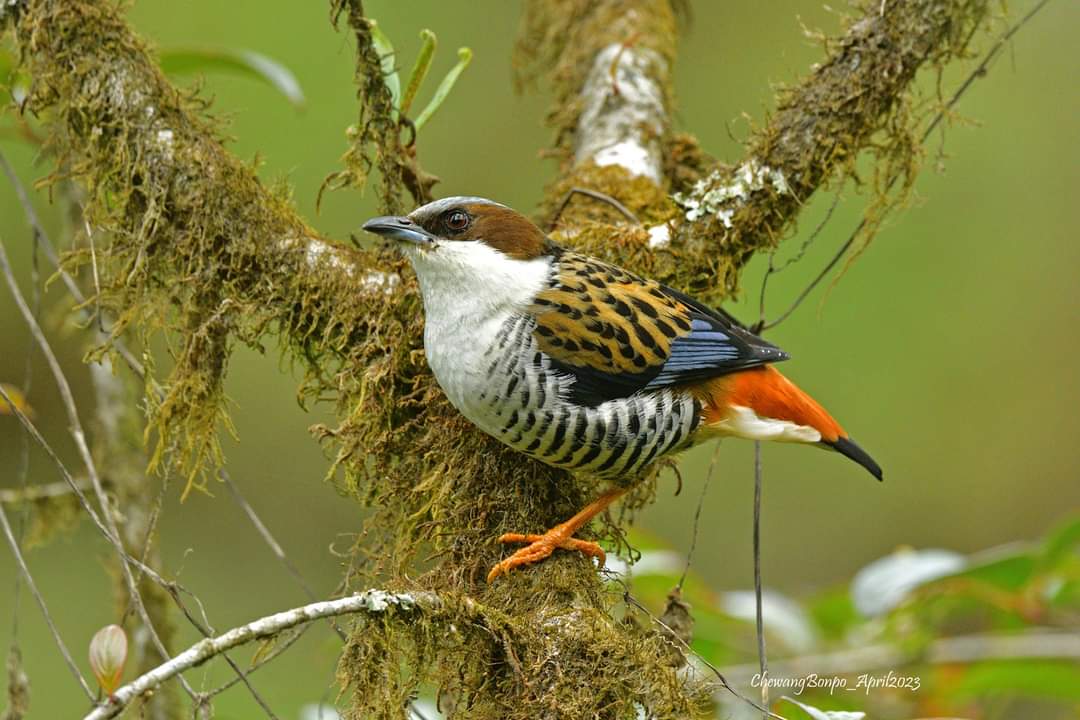 ChewangBonpo's tweet photo. Cutia, Kewzing,#BirdsSeenIn2023 #IndiAves #TwitterNatureCommunity #wildlifephotography #NaturePhotograhpy #100birds #birdphotography https://t.co/ma2MN6rjZ8
