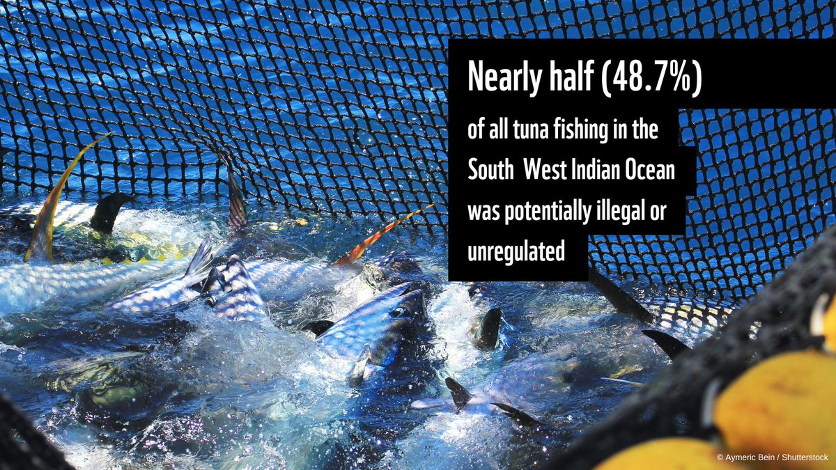 WWFLeadOceans's tweet photo. WWF research reveals that NEARLY HALF of all tuna catches 🎣 in the South West Indian Ocean are potentially illegal or unregulated.

The Indian Ocean Tuna Commission #IOTC must pull these fisheries out of the shadows!

Here's how 👉 https://t.co/HrXb1IjteE https://t.co/NMp8jIXQX2