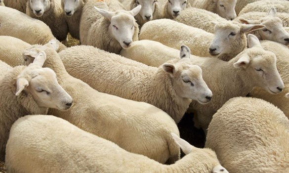 Join us, <a href="/MoleCountry/">Mole Country Stores</a> &amp; <a href="/TowFarmVets/">Towcester Farm Vets</a>, for an opportunity to learn more about the effects of parasite damage.

We will cover:
❓Why &amp; how post-mortems take place &amp; the benefits
🐑Common causes of death in lambs
💉Effective parasite control

Register now ➡ ahdb.org.uk/events/sheep-p…