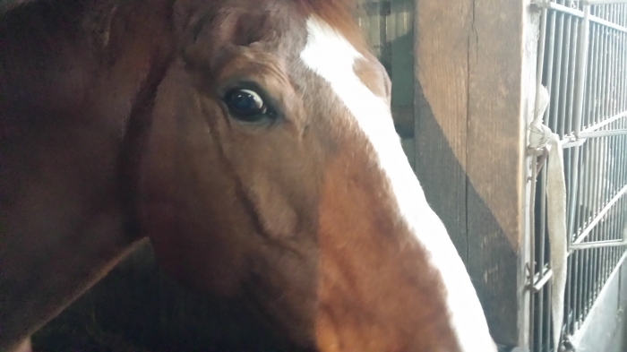 Jonge paarden  paardenhandelaren.com/paardenhandel/… #paarden