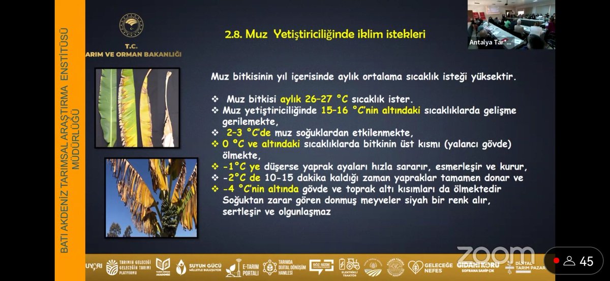 saripenguen's tweet photo. @antalyailtarim @gokhankaraca_ @ersinyazici1 @VahitKirisci #kahve #mango #tropikmeyveler https://t.co/0uPI60jKhO