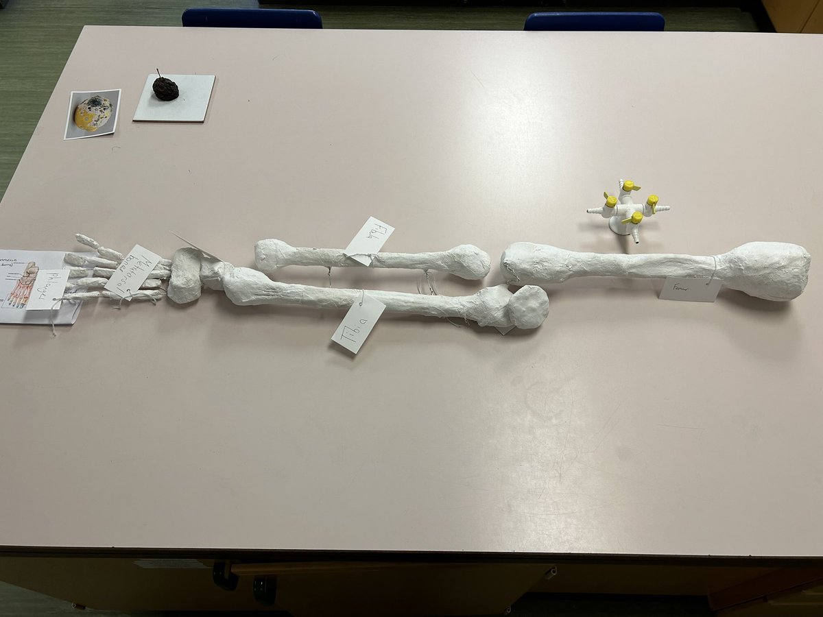 A wonderful piece of work by Ellie in S1 #papermacheskeletonleg