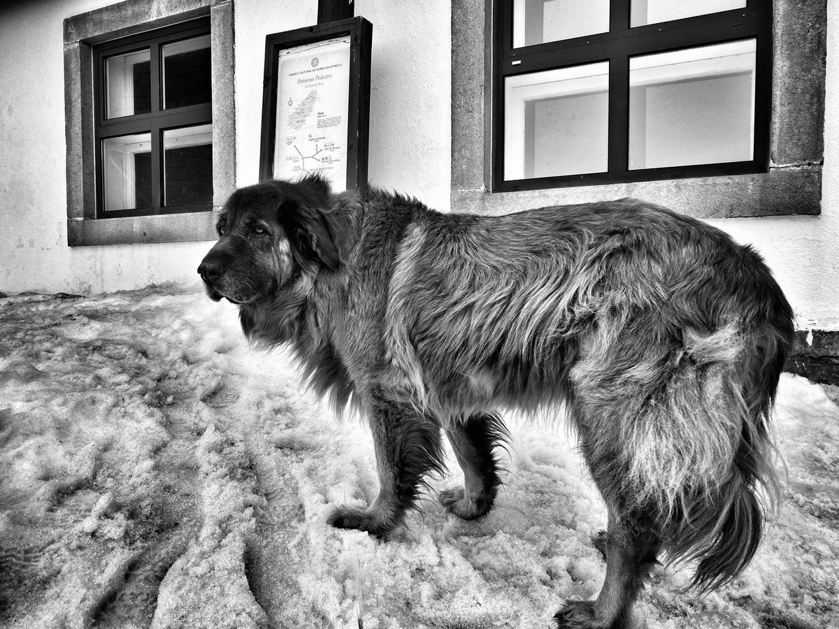 Top of Torre, the highest mountain in mainland Portugal. I think all she really cared about was where her next biscuit was coming from and whether there was anyone she could bark at.
#bigdog #serradaestrela #estrelamountaindog #roadtripportugal #dogdaily #dogblog #bnw #bw