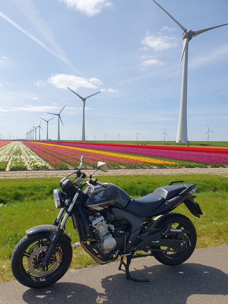 Dutch glory
