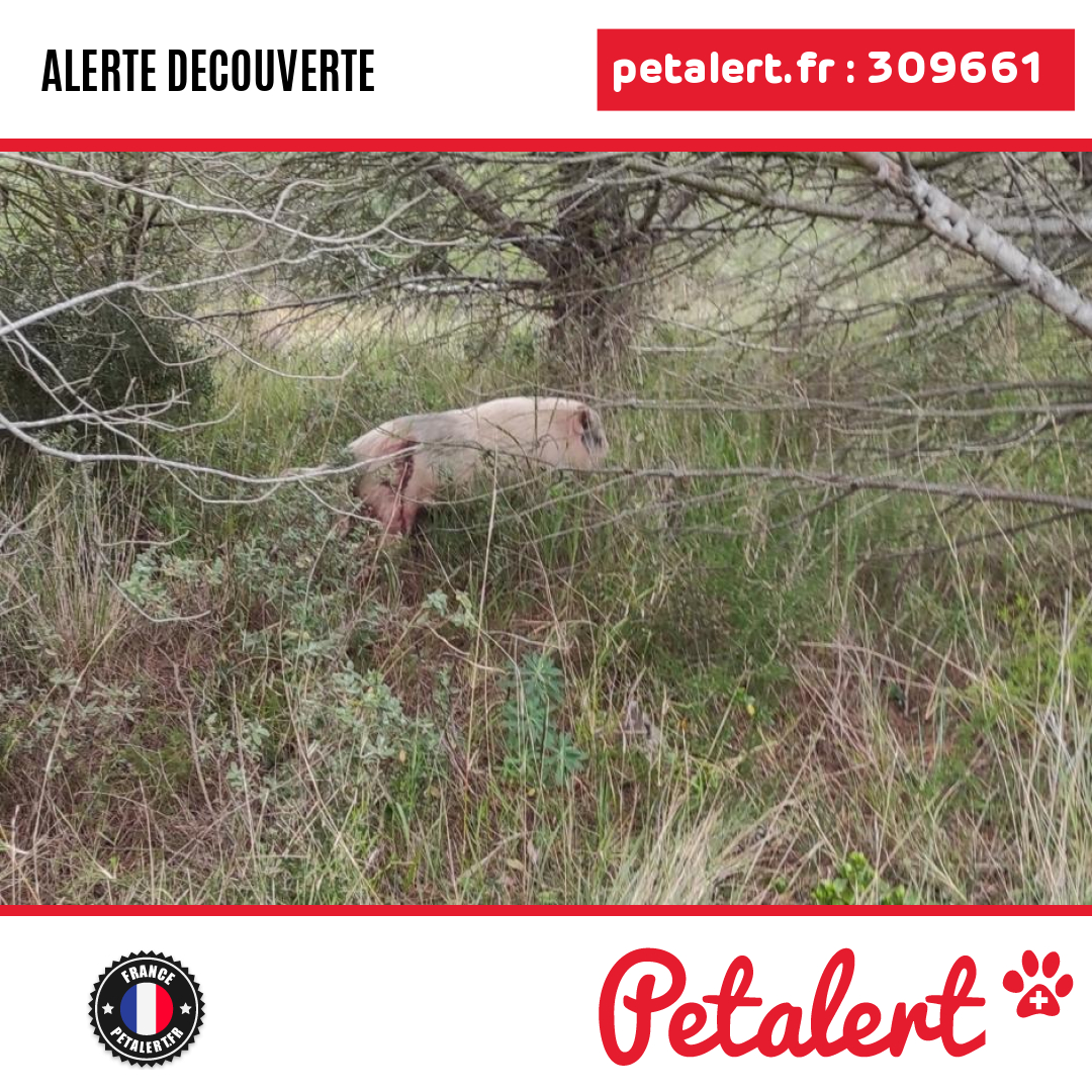 petalert_france's tweet photo. Trouvé #Cochon #Aude #MontbrunDesCorbieres #Petalert #PetAlert11 / https://t.co/m3yHt6ERAY https://t.co/Pyq1wFghw6