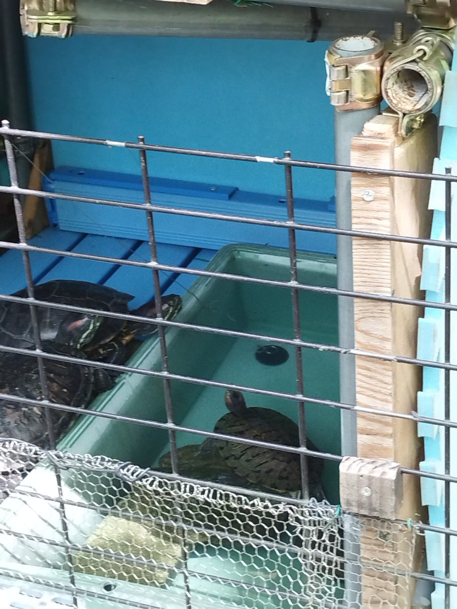 umeturtle's tweet image. 7年ぶりに近所の山にある公園にいきました
おいらの仲間が収容されてて泣いたｗ
あと単純に懐かしかった