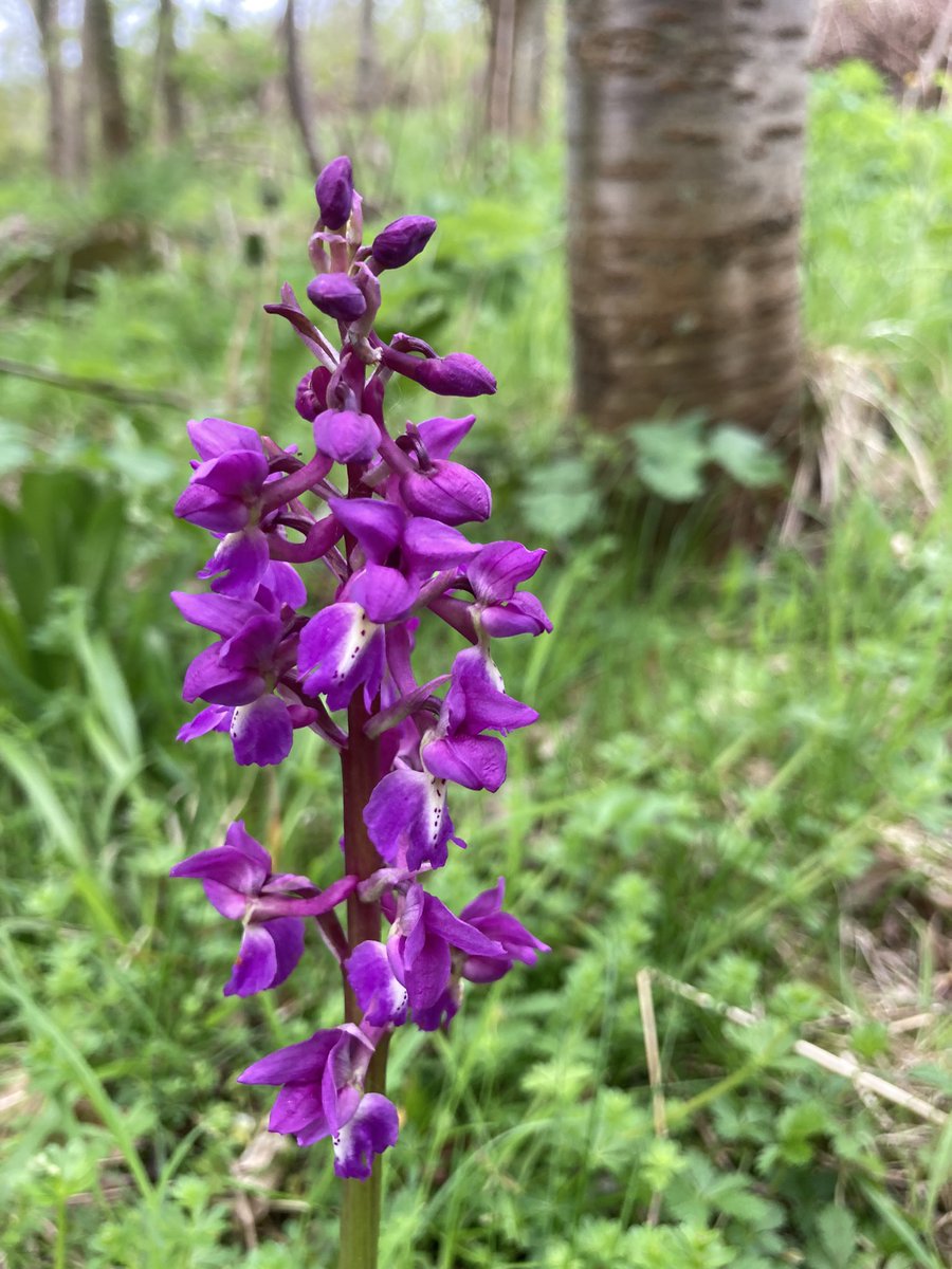 Early Purple Orchid at Forest School this morning. BEAUTIFUL.  #forestschool #orchid <a href="/sdcollege/">South Devon College</a>