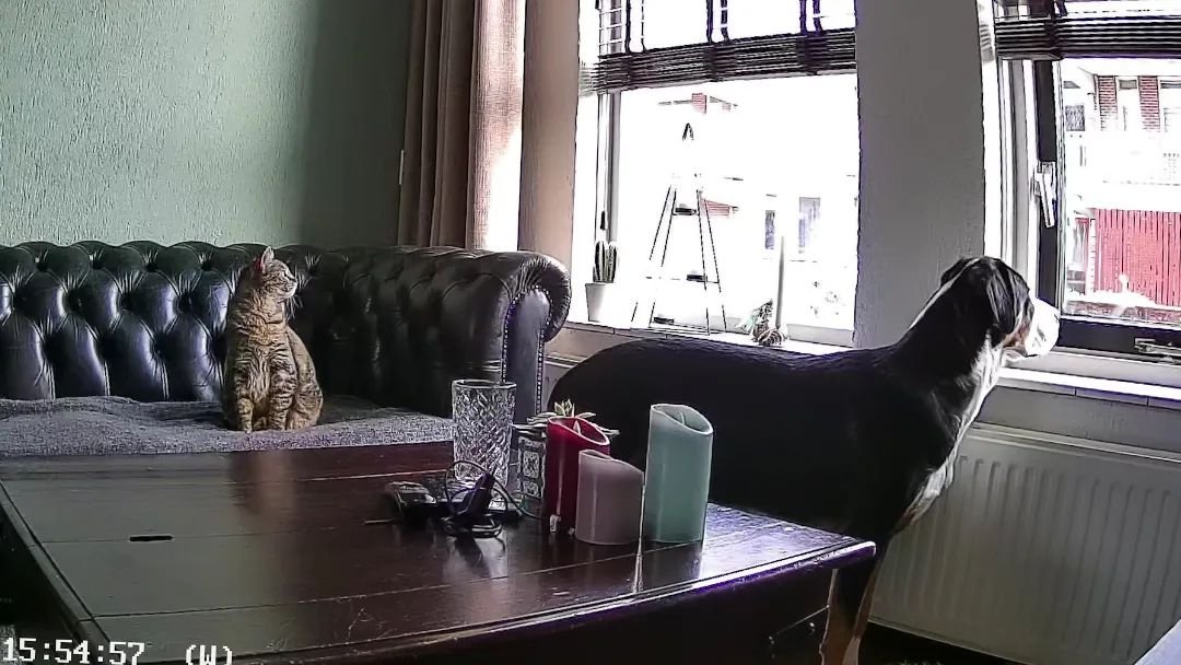 EZVIZ_Global's tweet photo. The best fur-ends are always in sync. π€£
.
Image credit: @nala.en.nora from Instagram
Tag #EZVIZMoment to share happiness!
#EZVIZ #EZVIZLife #EZVIZforPets #petcam #petcamera #pet #pets #petlovers #petlover #petscorner #petmoments #petdetection #catsoftwitter https://t.co/GiD8rTfKMM