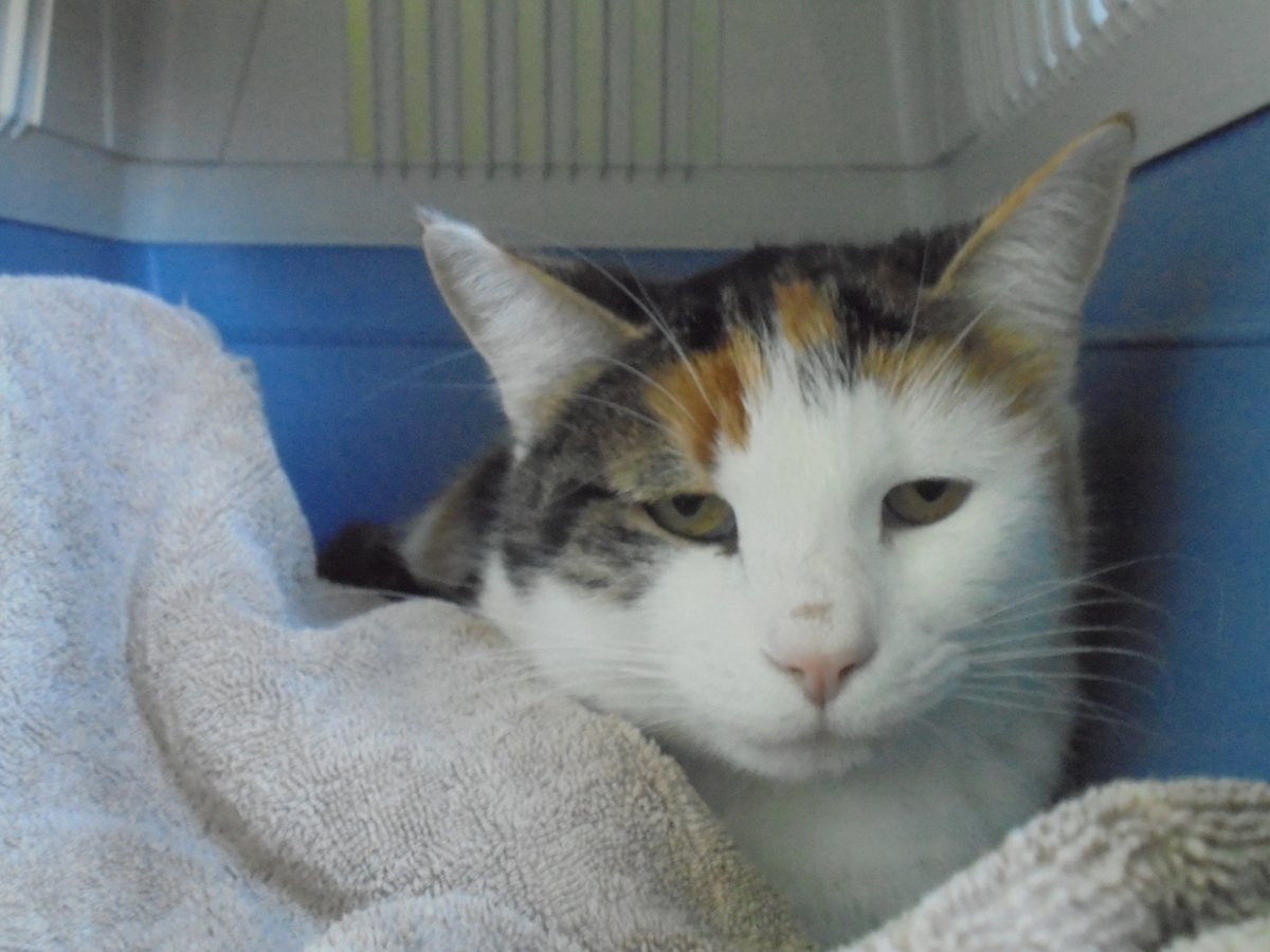 Wer möchte Ginny (10) ein ruhiges Daheim schenken? Bei der Eingewöhnung braucht sie Zeit. Dann wird sie ganz kuschelig: zuerchertierschutz.ch/tierheim/tierv… #Katzen