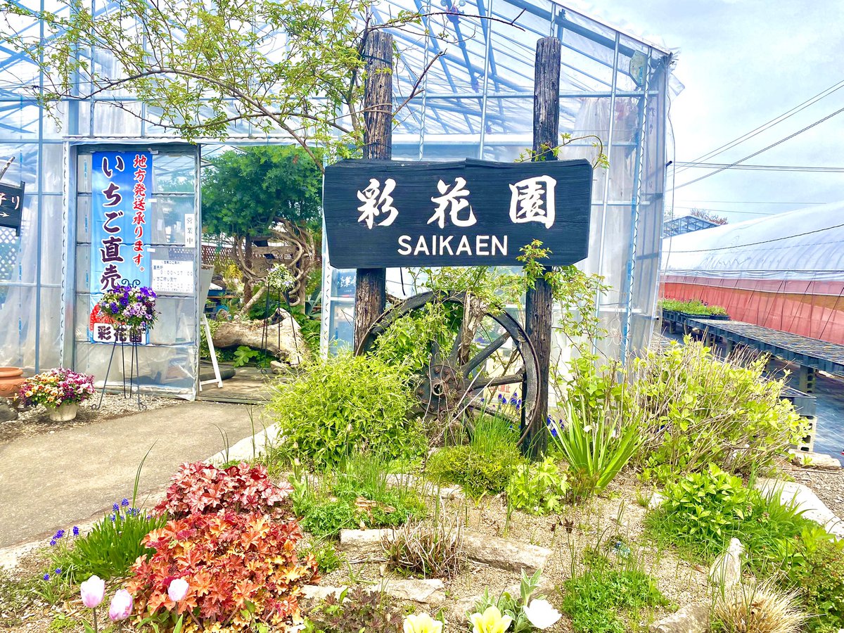 taa_story_com's tweet photo. 29日(土)八幡平市にて！彩花園さん🍓イチゴ狩りですよ😏ハウスの中は暑いね🥵でもイチゴの水分と甘さで即復活🤩✨美味しかったな！イチゴ狩りなんて久々過ぎて熱中してやったな💨けっこう楽しかった！
#岩手県 #いちご #観光 #ドライブ https://t.co/n3mQJqHdq0