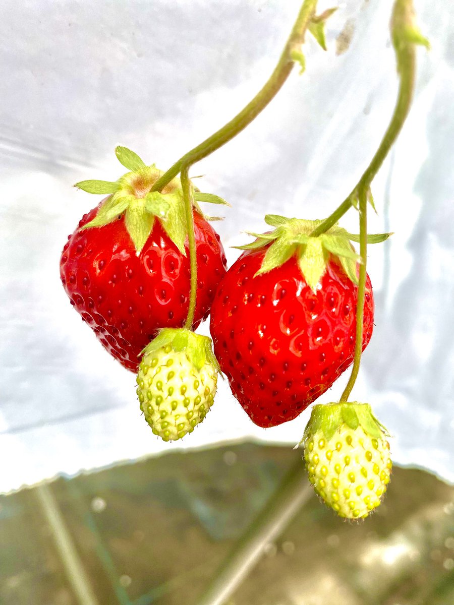 taa_story_com's tweet photo. 29日(土)八幡平市にて！彩花園さん🍓イチゴ狩りですよ😏ハウスの中は暑いね🥵でもイチゴの水分と甘さで即復活🤩✨美味しかったな！イチゴ狩りなんて久々過ぎて熱中してやったな💨けっこう楽しかった！
#岩手県 #いちご #観光 #ドライブ https://t.co/n3mQJqHdq0