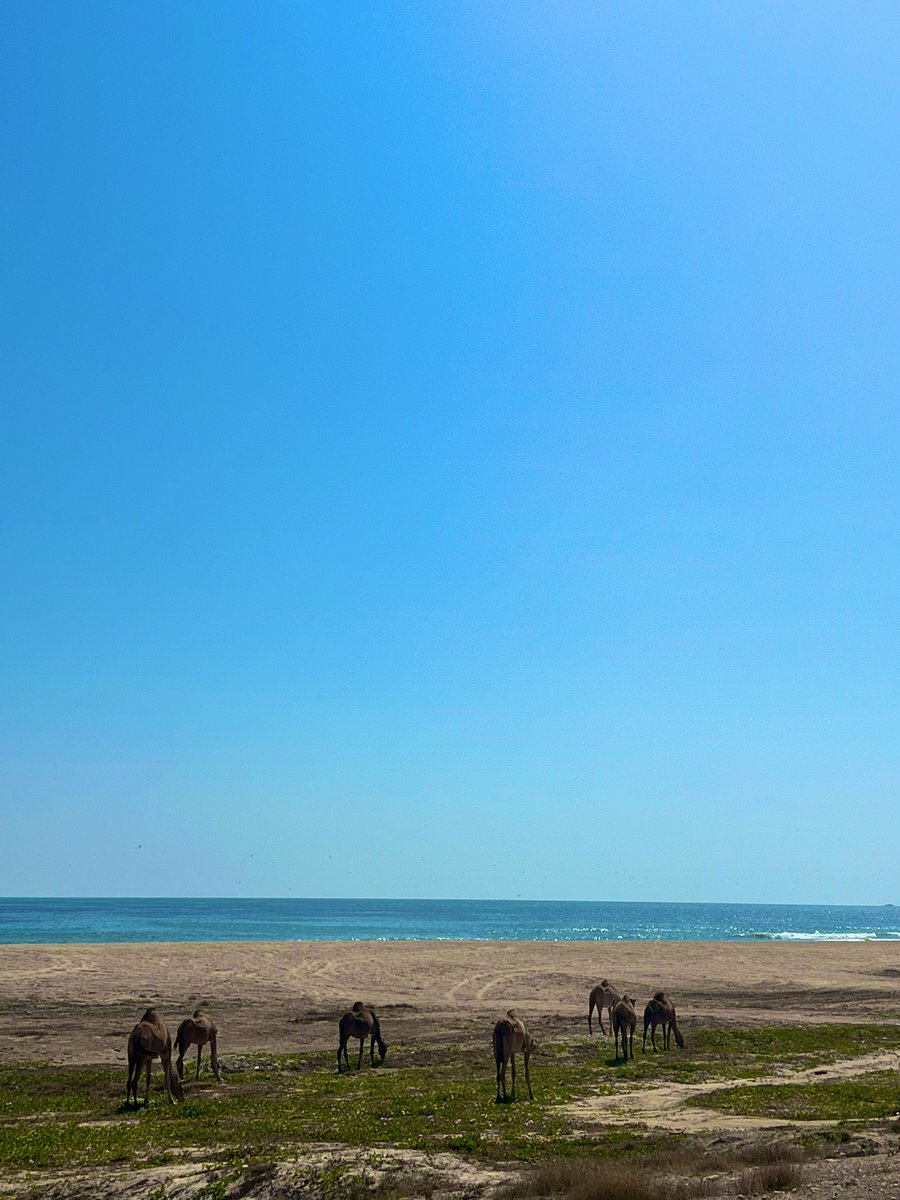 Camels are part of the landscape in Dhofar. We love them ❤️🐪 🇴🇲
#salalah #dhofar #oman #khareef #camels #sultanateofoman #traveltooman #صلاله #خريف #خريف_صلاله