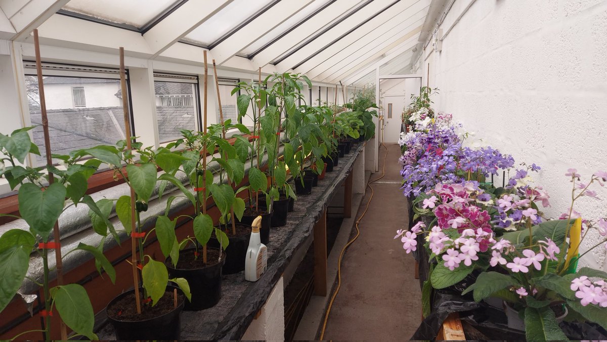 roy balfour (@roybalfour1) on Twitter photo For the first time, we have gone peat free <a href="/RossieYPT/">Rossie</a> horticultural centre. Results have been amazing. Plants are thriving, will never go back to peat again.<a href="/CultivationSt/">Cultivation Street</a> <a href="/caleygrowlearn/">Grow & Learn Awards</a> <a href="/ScotlandGrows/">Scotland Grows Magazine</a> <a href="/SoilAssocScot/">Soil Association Scotland</a> <a href="/TheCaley/">The Caley</a> For the first time, we have gone peat free <a href="/RossieYPT/">Rossie</a> horticultural centre. Results have been amazing. Plants are thriving, will never go back to peat again.<a href="/CultivationSt/">Cultivation Street</a> <a href="/caleygrowlearn/">Grow & Learn Awards</a> <a href="/ScotlandGrows/">Scotland Grows Magazine</a> <a href="/SoilAssocScot/">Soil Association Scotland</a> <a href="/TheCaley/">The Caley</a>