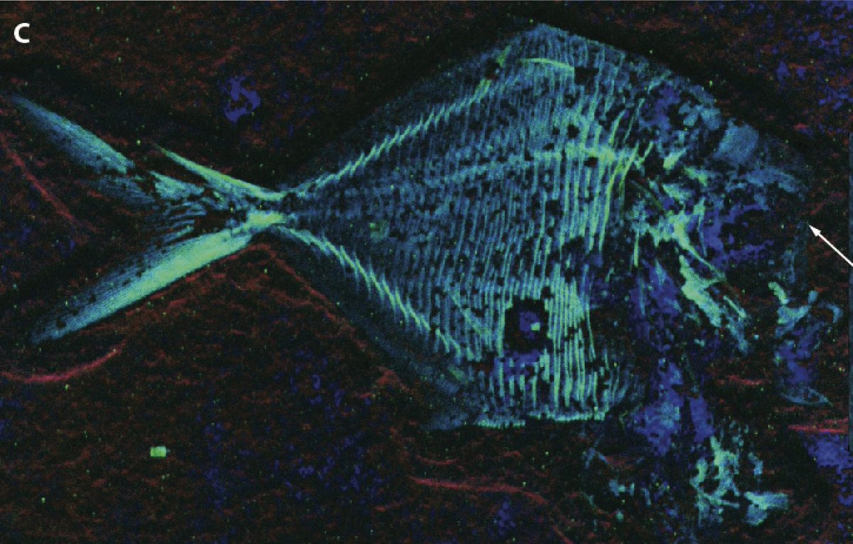 BertrandLoicx's tweet photo. Biogésociences Dijon et #PPSM @ENS_ParisSaclay proposent un contrat doctoral sur les origines et la variabilité de nouvelles signatures moléculaires pour appréhender les trajectoires de préservation fossile. Merci de nous aider à diffuser ! @CNRS #80prime
https://t.co/PViZ5Ji9HE https://t.co/utLi5ooPjb