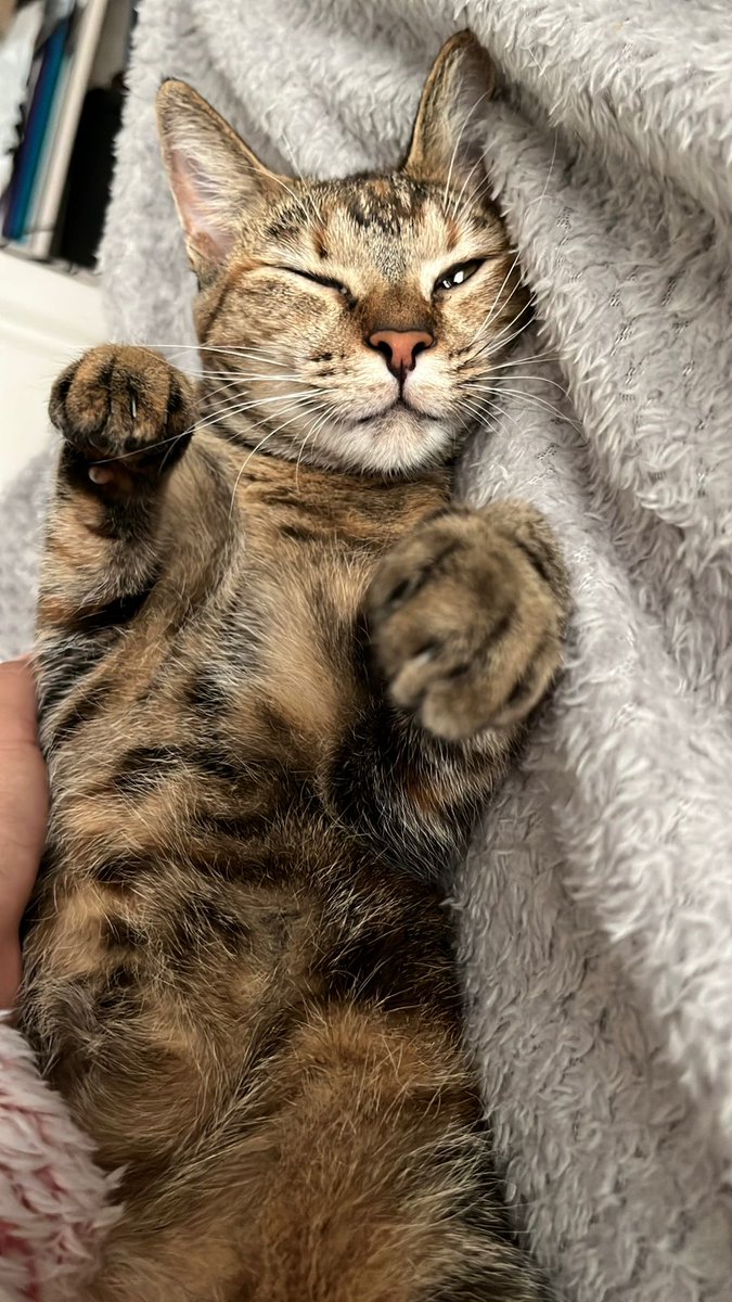 ebidavids99's tweet photo. @FinMeUp Nami - domestic short hair cat https://t.co/X76upd3qns