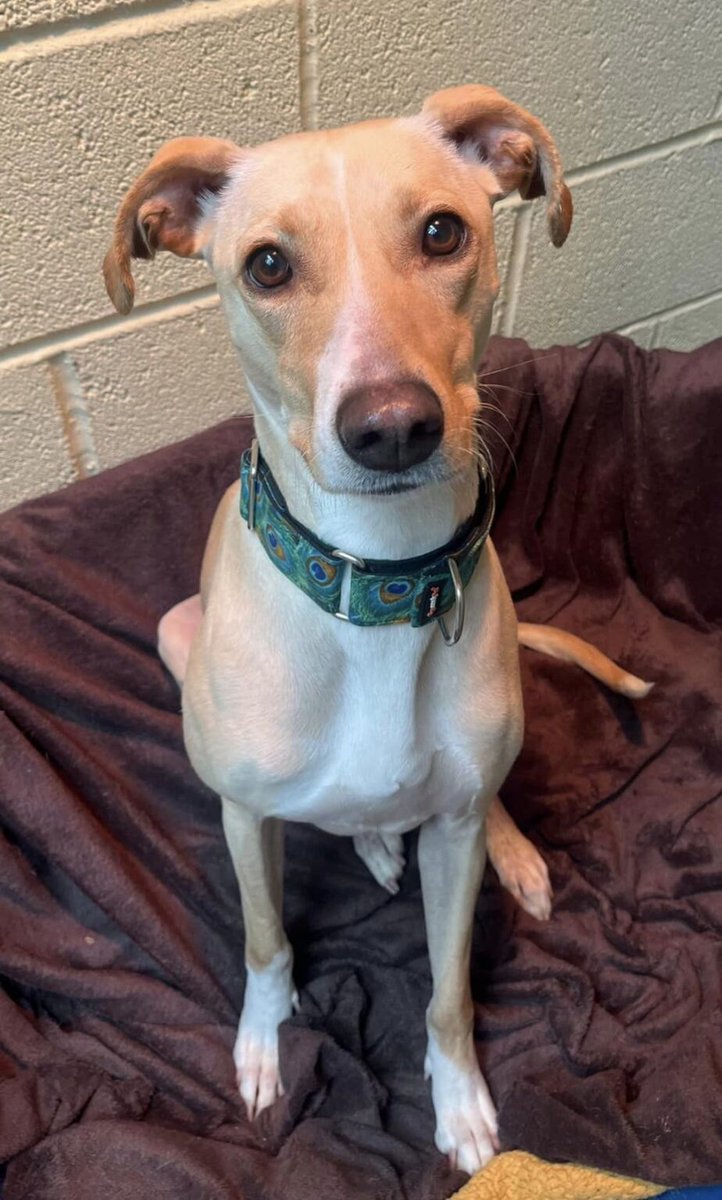 Animal Adoptions UK 🐕‍🦺🐈🐎❤️ tweet media