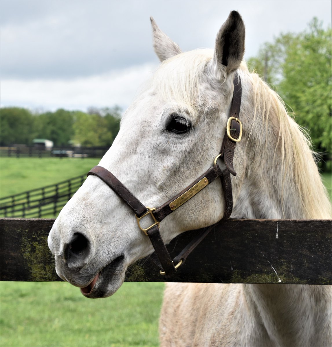 TravelMarilyn's tweet photo. Old Friends Thoroughbred Retirement Farm near Georgetown, Kentucky.
#georgetown #Kentucky #horse #horsefarm #travel #traveling @gotogtownky #gotogtown #georgetownky https://t.co/J41wncUNRP