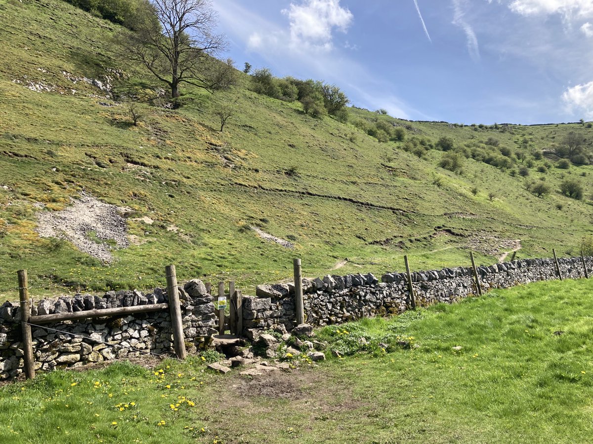 doristhehat's tweet photo. From Tansley Dale to Cressbrook Dale yesterday. Carpets of Cowslips. Such a joy to see in this beautiful place πΌπ https://t.co/5M4e6E0OUw