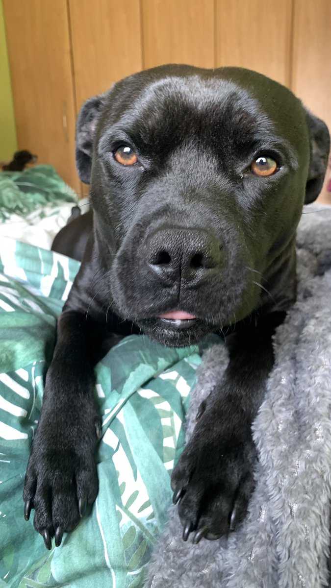 Morning everyone - have a furbulous day #frank