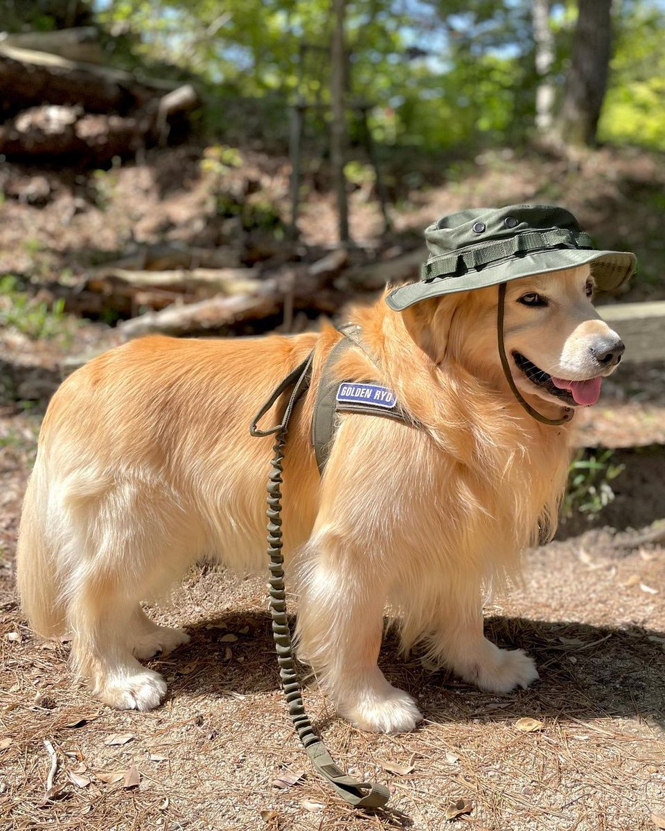 Adorable!! 🙌 Rate This Cuteness 10-100??📷📷 - #dog #dogs #scotland #dogsoftwitter #Easter2023 #captainchaos #puppylove #puppies #goldenretriever