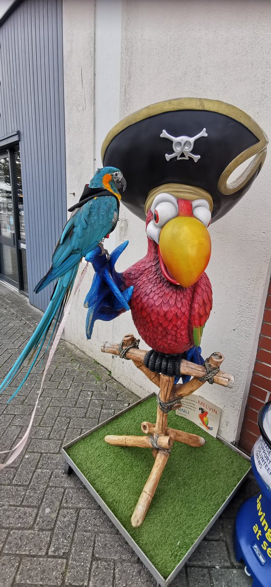 ParrotsnPirates's tweet photo. Aurora found a new friend https://t.co/VoGuDK7mgV